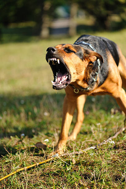 Haiti - Max Ferere Vaudreuil - dog.jpg 65 KB