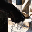 Water of Life Logo
