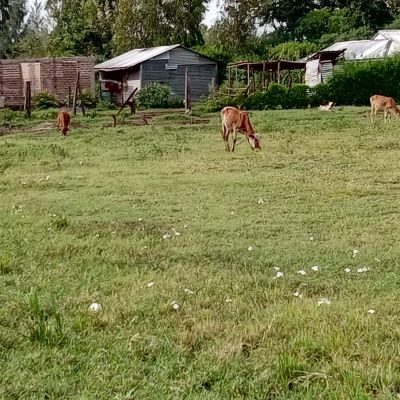 This is a view of Wangaya community