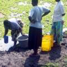 Old Mud hole with Hycinth weed