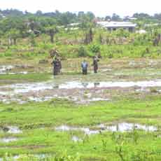 Contaminated Swamp Water Source