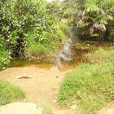 Old swampy water source