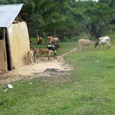 Village Animals