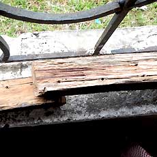 Termite Infested Wood